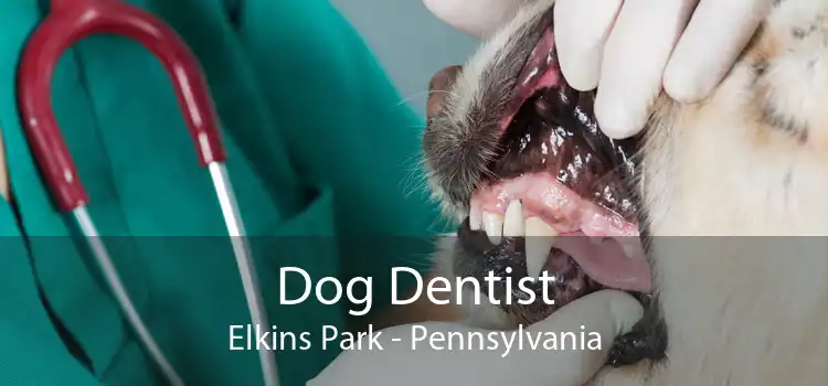 Dog Dentist Elkins Park - Pennsylvania