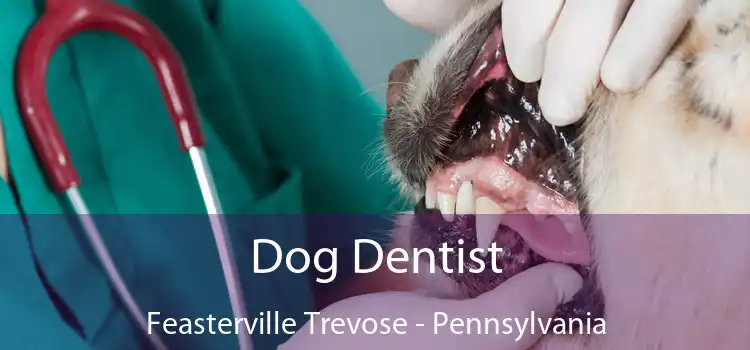 Dog Dentist Feasterville Trevose - Pennsylvania