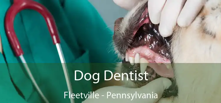 Dog Dentist Fleetville - Pennsylvania