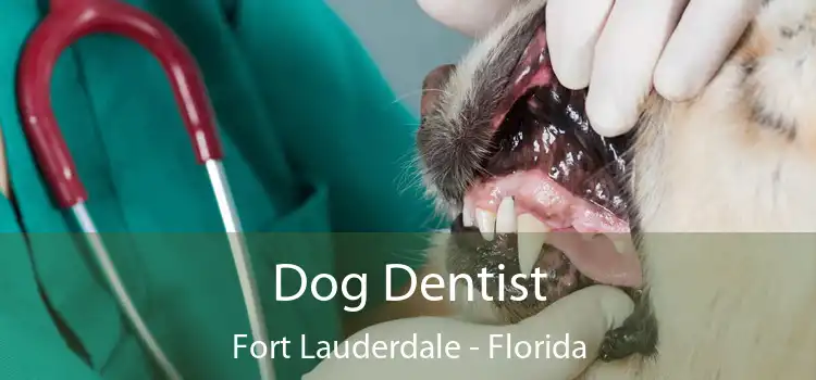 Dog Dentist Fort Lauderdale - Florida