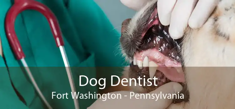 Dog Dentist Fort Washington - Pennsylvania