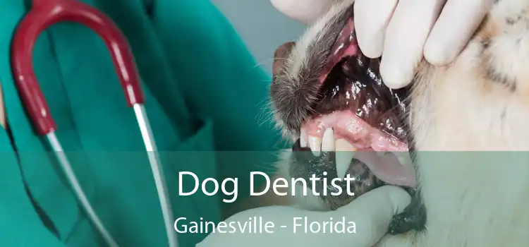 Dog Dentist Gainesville - Florida