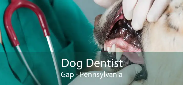 Dog Dentist Gap - Pennsylvania