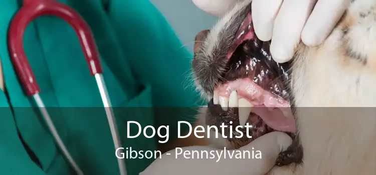 Dog Dentist Gibson - Pennsylvania