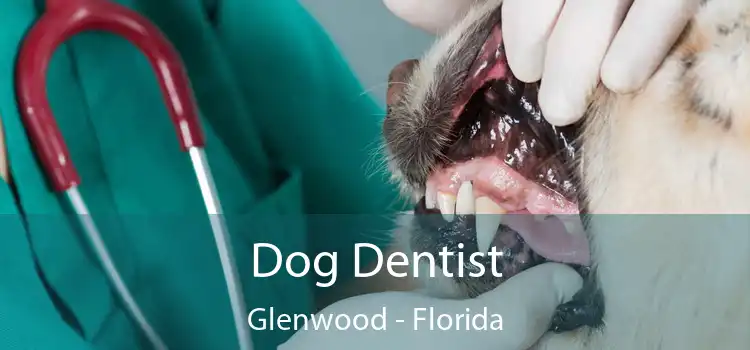 Dog Dentist Glenwood - Florida