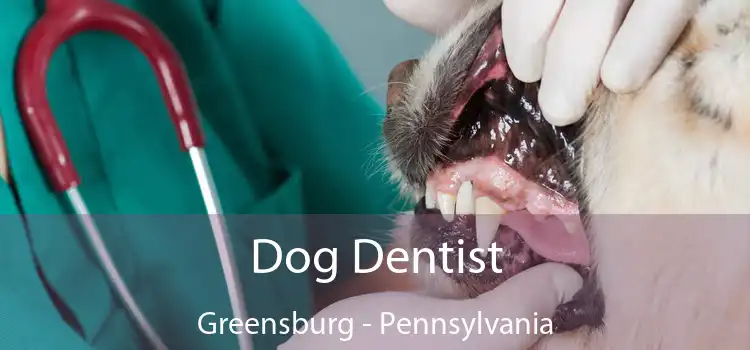 Dog Dentist Greensburg - Pennsylvania