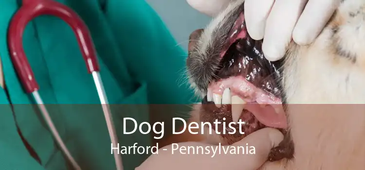 Dog Dentist Harford - Pennsylvania