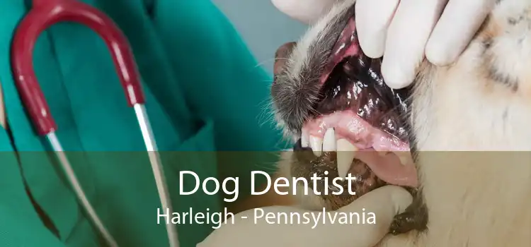 Dog Dentist Harleigh - Pennsylvania