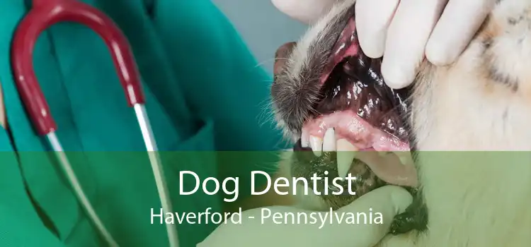 Dog Dentist Haverford - Pennsylvania