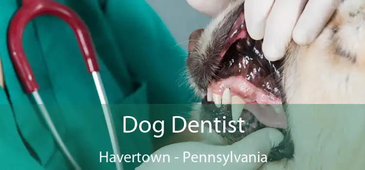 Dog Dentist Havertown - Pennsylvania