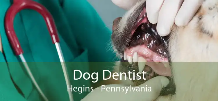 Dog Dentist Hegins - Pennsylvania
