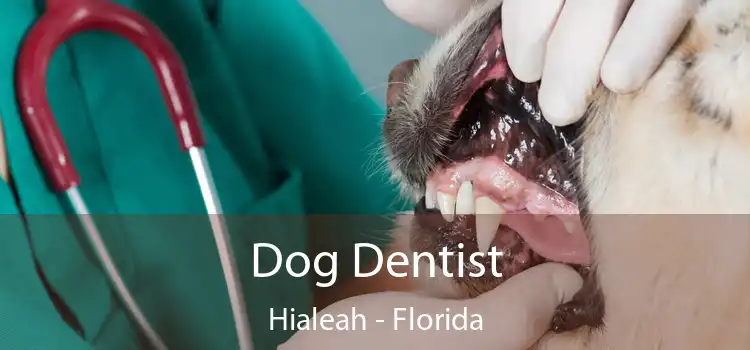 Dog Dentist Hialeah - Florida