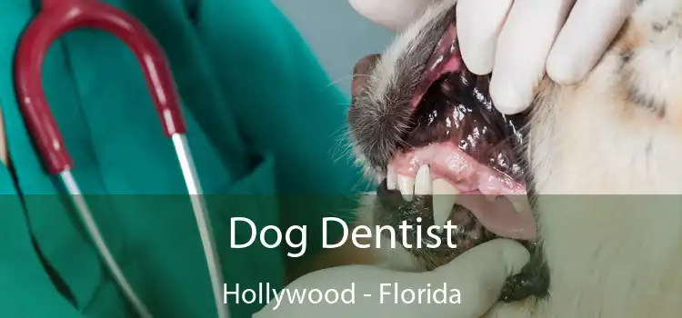 Dog Dentist Hollywood - Florida