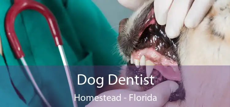 Dog Dentist Homestead - Florida