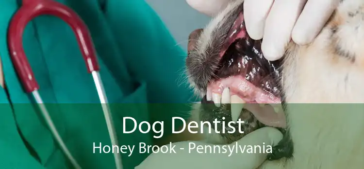Dog Dentist Honey Brook - Pennsylvania