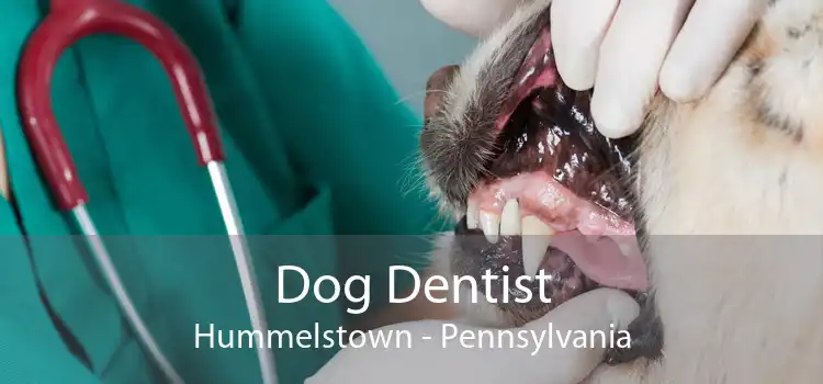 Dog Dentist Hummelstown - Pennsylvania