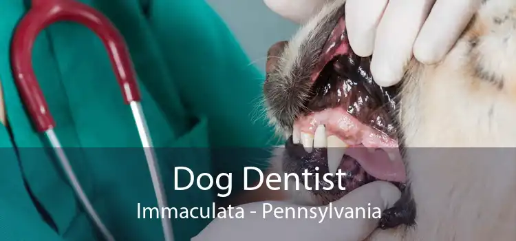 Dog Dentist Immaculata - Pennsylvania