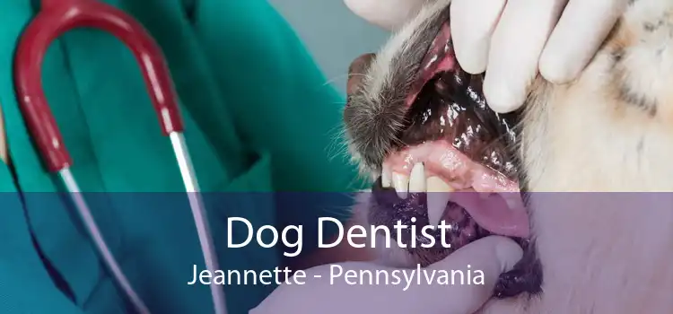 Dog Dentist Jeannette - Pennsylvania