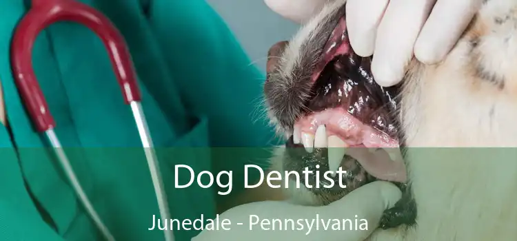 Dog Dentist Junedale - Pennsylvania