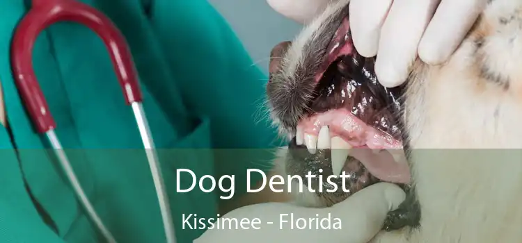 Dog Dentist Kissimee - Florida