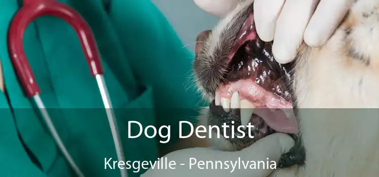 Dog Dentist Kresgeville - Pennsylvania