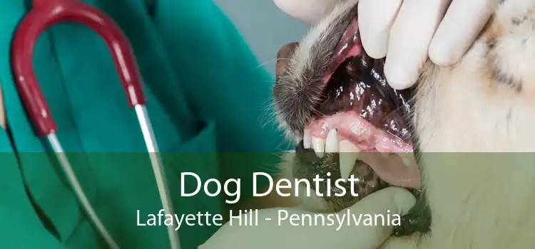 Dog Dentist Lafayette Hill - Pennsylvania