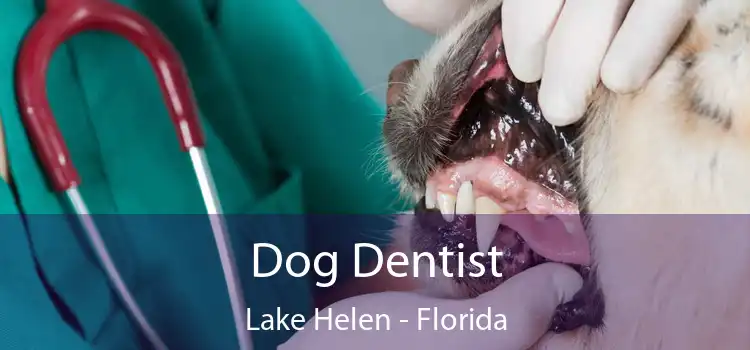 Dog Dentist Lake Helen - Florida