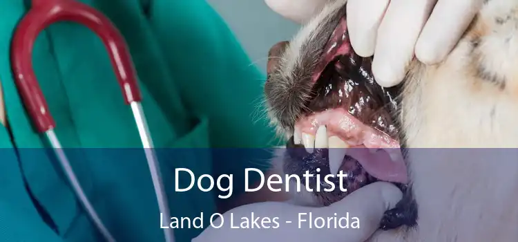 Dog Dentist Land O Lakes - Florida