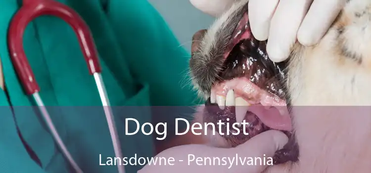 Dog Dentist Lansdowne - Pennsylvania