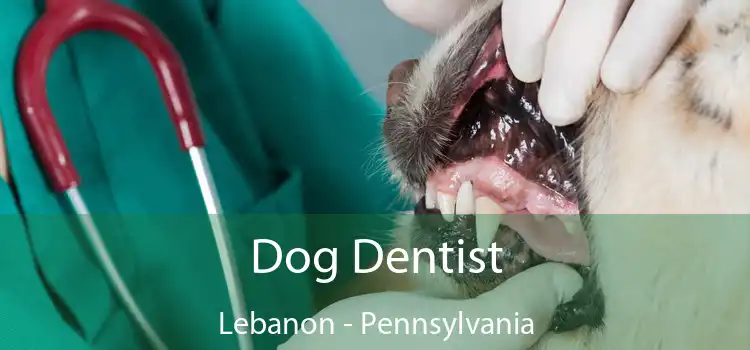Dog Dentist Lebanon - Pennsylvania