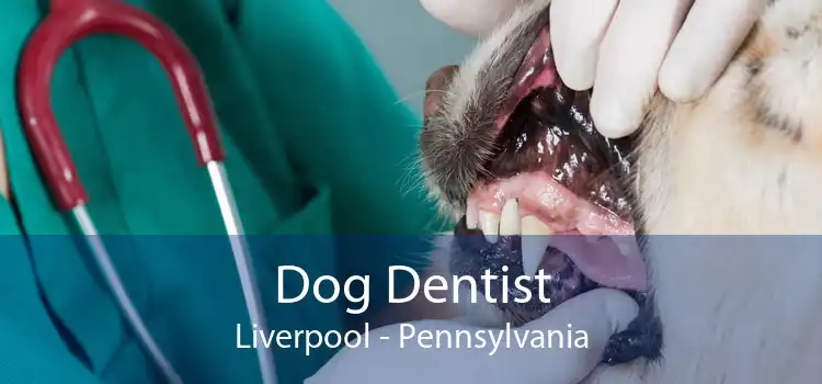 Dog Dentist Liverpool - Pennsylvania