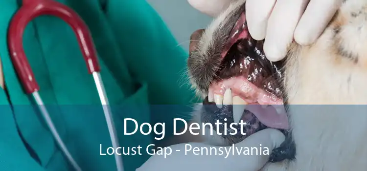 Dog Dentist Locust Gap - Pennsylvania