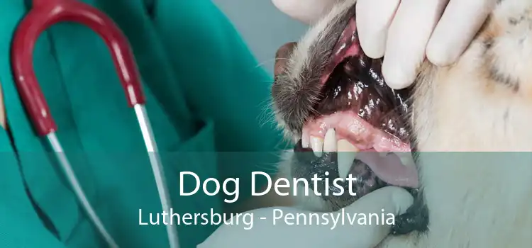 Dog Dentist Luthersburg - Pennsylvania