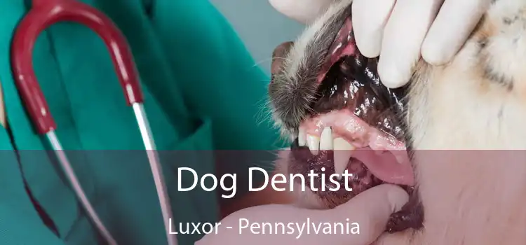 Dog Dentist Luxor - Pennsylvania