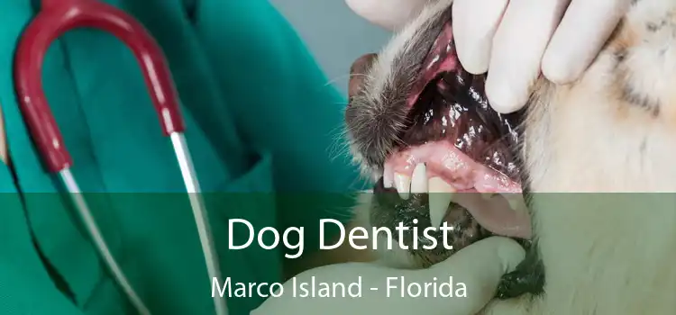 Dog Dentist Marco Island - Florida