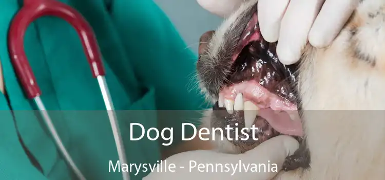 Dog Dentist Marysville - Pennsylvania