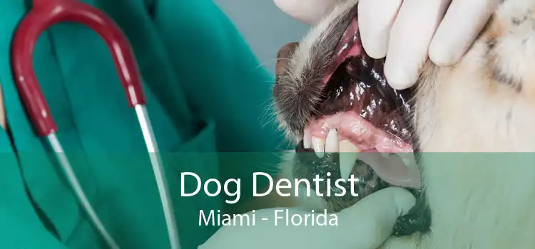Dog Dentist Miami - Florida