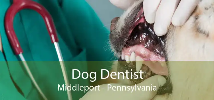 Dog Dentist Middleport - Pennsylvania