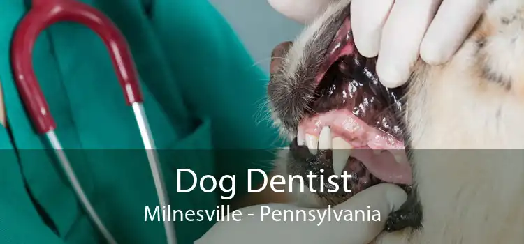 Dog Dentist Milnesville - Pennsylvania
