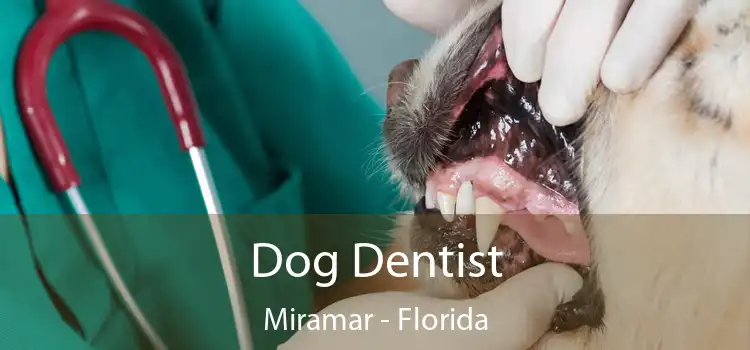 Dog Dentist Miramar - Florida