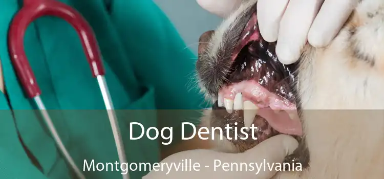 Dog Dentist Montgomeryville - Pennsylvania