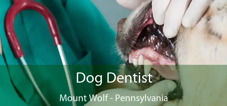 Dog Dentist Mount Wolf - Pennsylvania