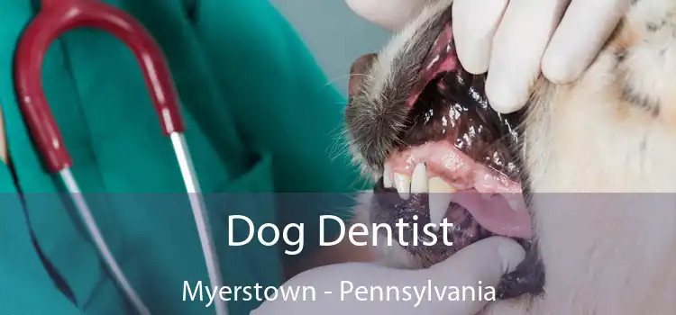 Dog Dentist Myerstown - Pennsylvania