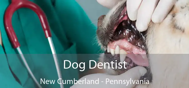 Dog Dentist New Cumberland - Pennsylvania