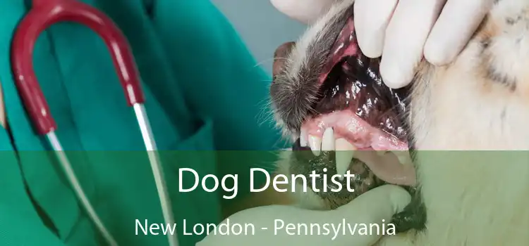 Dog Dentist New London - Pennsylvania