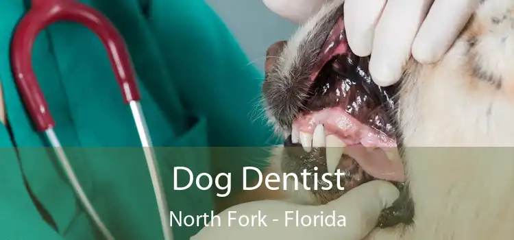 Dog Dentist North Fork - Florida