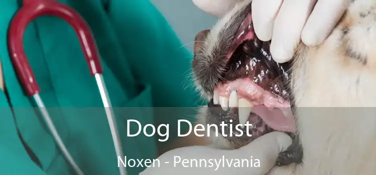 Dog Dentist Noxen - Pennsylvania