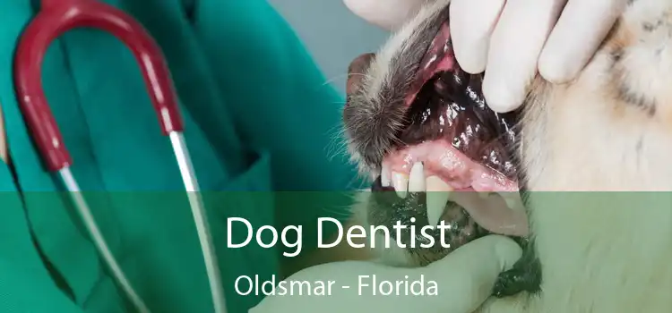 Dog Dentist Oldsmar - Florida