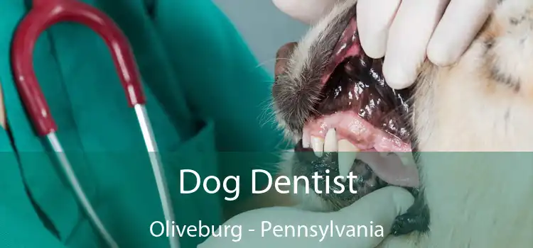 Dog Dentist Oliveburg - Pennsylvania