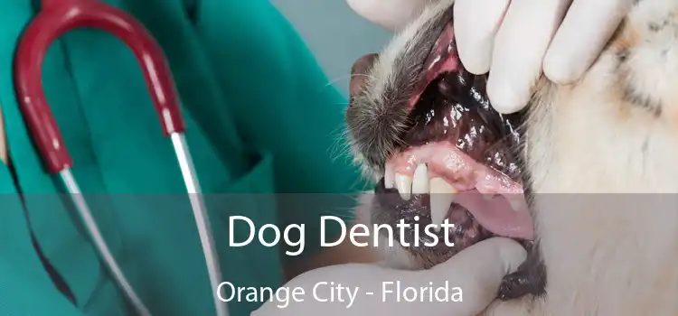 Dog Dentist Orange City - Florida